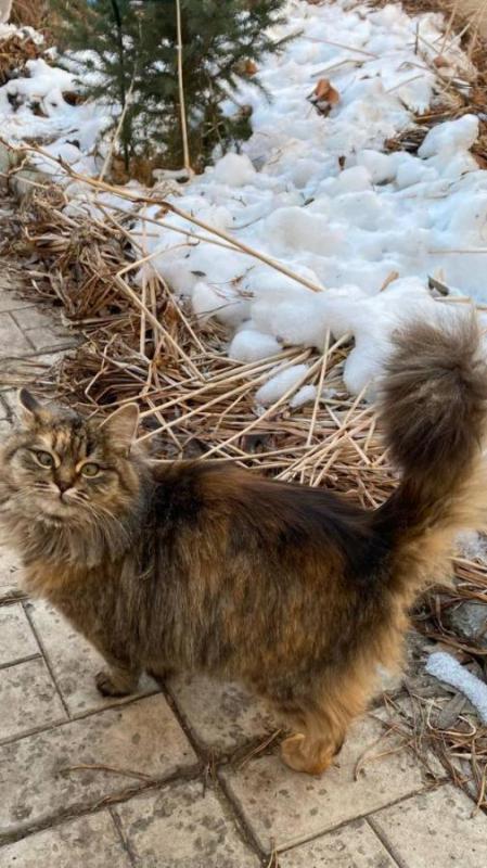 Отдам кошку,возраст 9 месяцев,в частный дом. - Орск