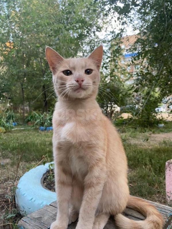 Молодому котику (2 года) очень нужен дом. - Орск