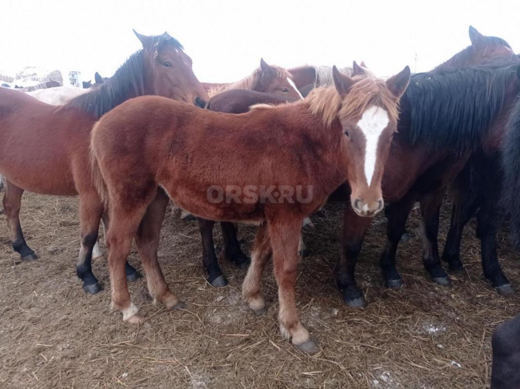 Продам 2 кобылок нынешних. - Новоорск