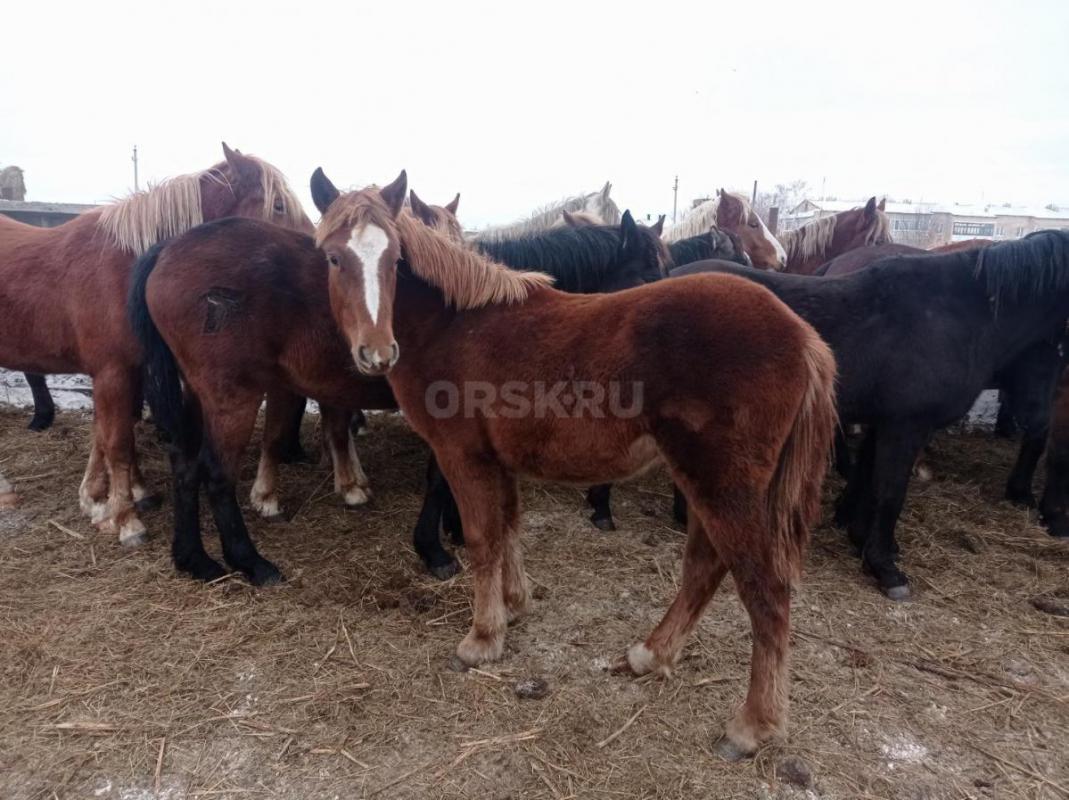 Продам 2 кобылок нынешних. - Новоорск