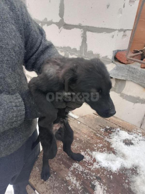 Отдам в добрые руки кутят. 4,5 месяца кушают всё, живём в старом городе - Орск