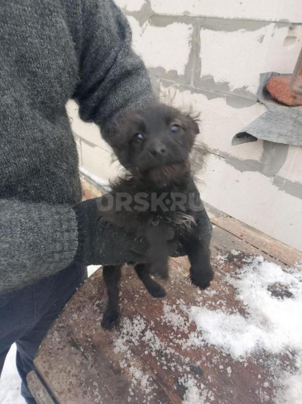 Отдам в добрые руки кутят. 4,5 месяца кушают всё, живём в старом городе - Орск