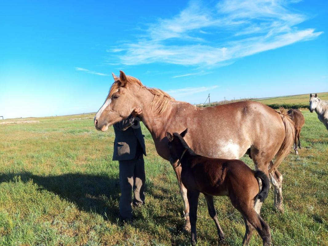 Продам кобылу, 5 лет, обученная, спокойная, ожеребится в мае, Адамовский район. - Орск