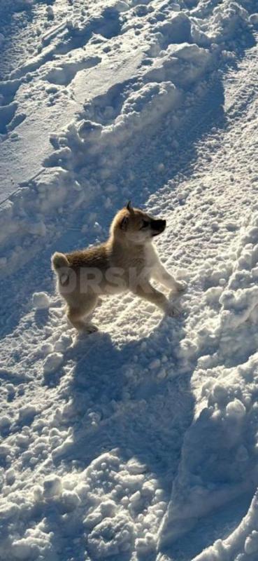 Щенок лайка западно сибирская. 2 месяца. - Орск