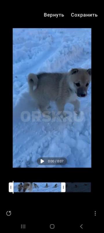 Щенок лайка западно сибирская. 2 месяца. - Орск