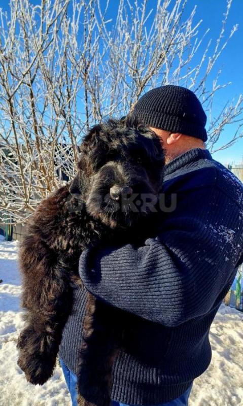 Предлагаются супер породные щенки Русского Чёрного терьера!!! - Орск