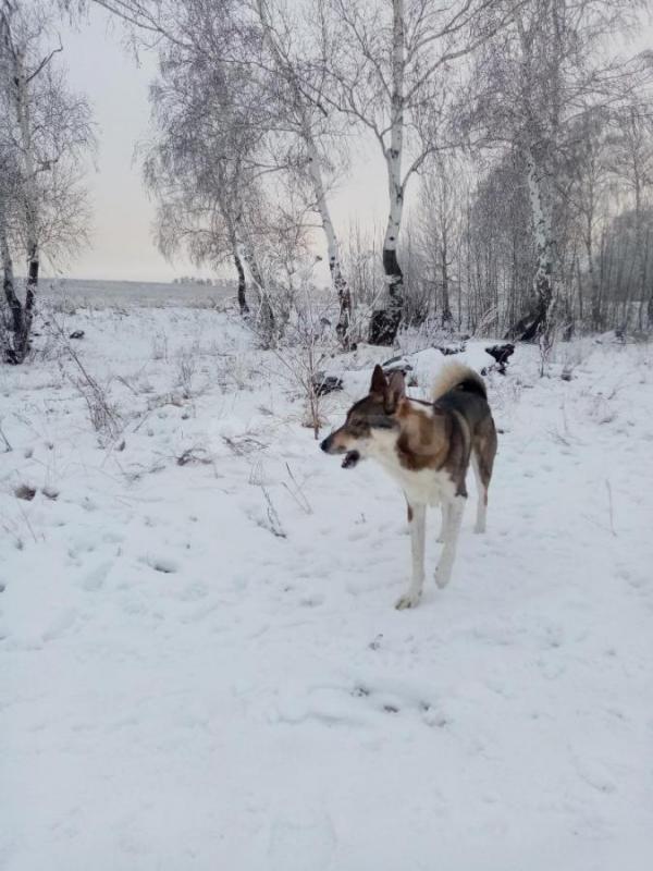 Отдадим в добрые заботливые руки в свой дом, или охотникам с крепкими нервами кобеля породы лайка за - Орск