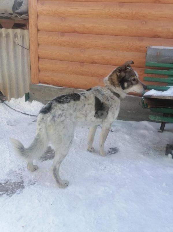 Хорошая охранная собака( кабель ), 3 года. - Орск