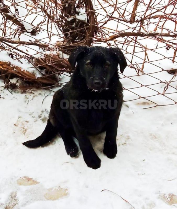 Щенки ищут дом . - Орск