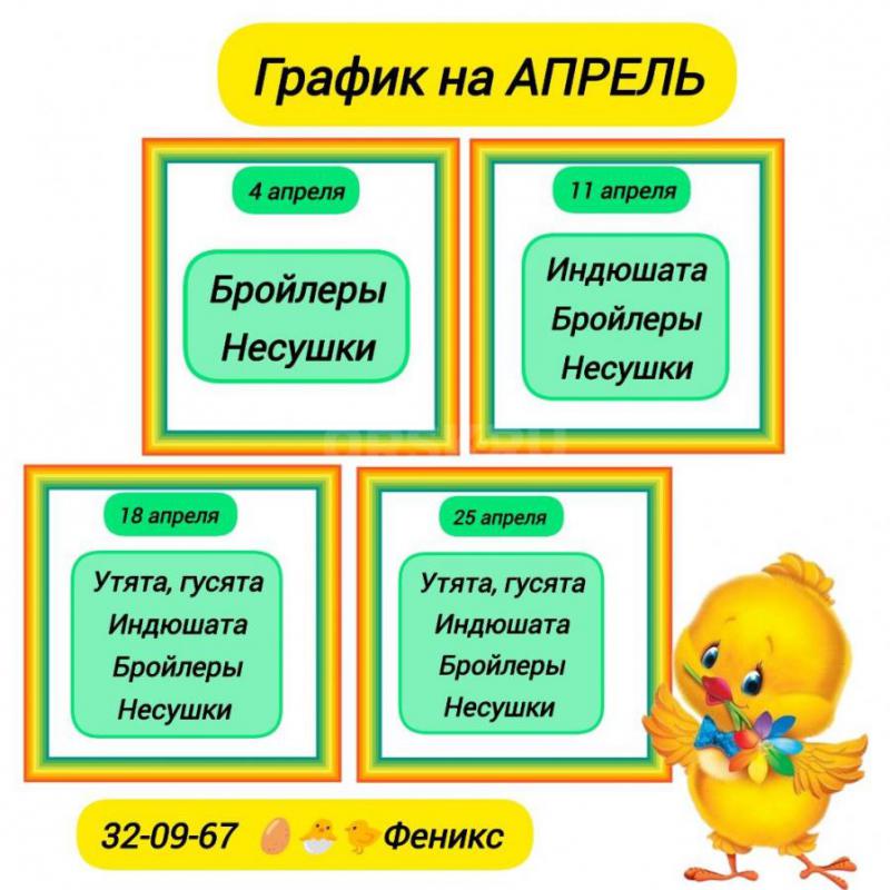 С 4 апреля компания &quot;Феникс&quot; начинает реализацию суточного молодняка птицы! - Орск