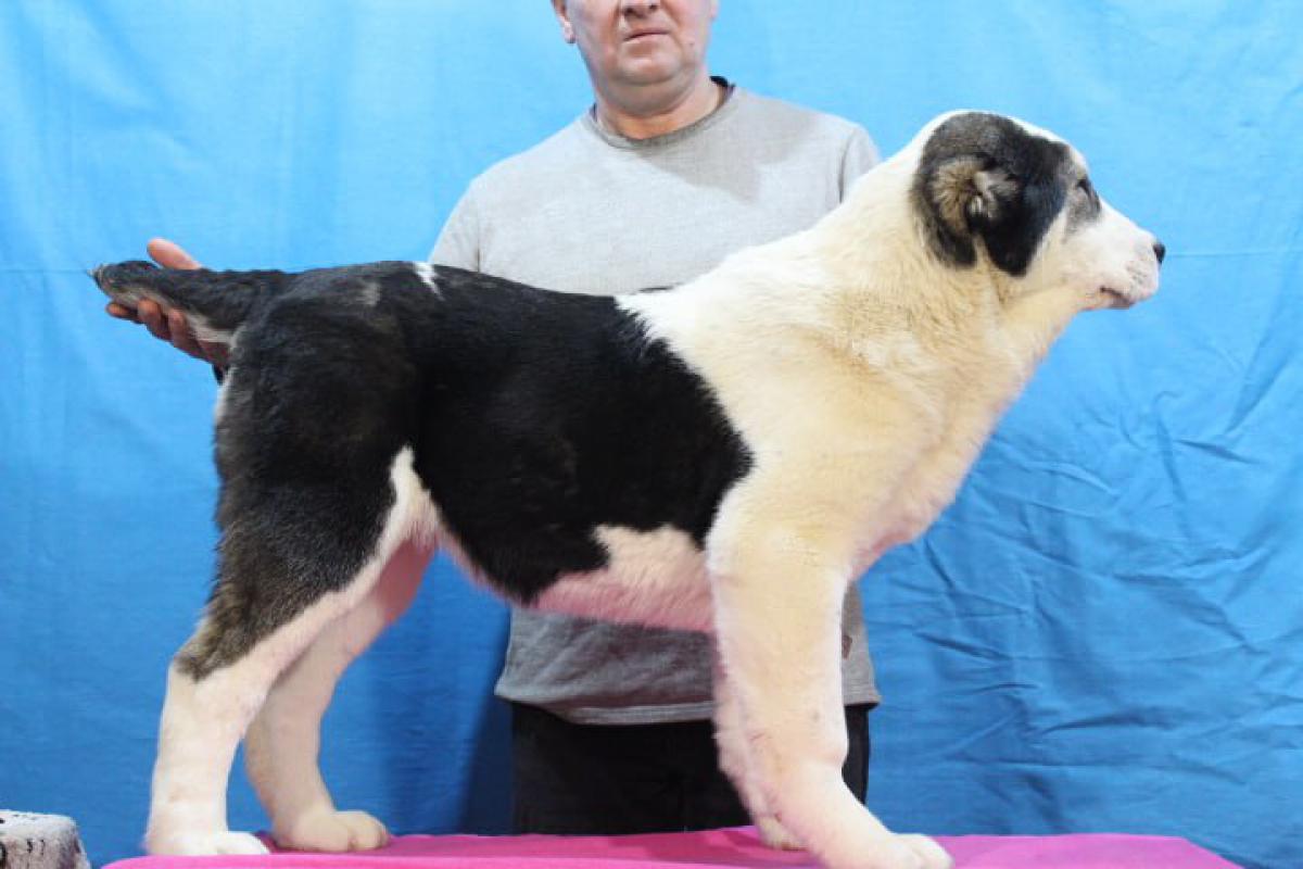 Алабай. - Новотроицк