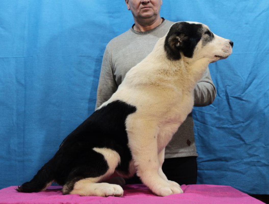 Алабай. - Новотроицк