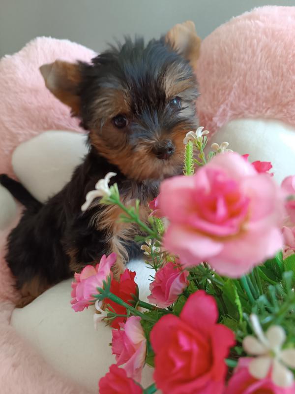 Продаются очароввтельные щенки породы ЙОРКШИРСКИЙ ТЕРЬЕР, мальчик и девочка, 3 месяца, документы, пр - Орск