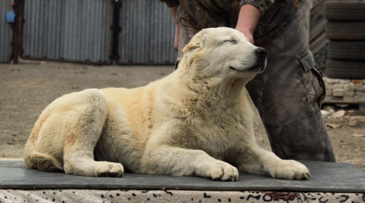 Алабай. - Новотроицк