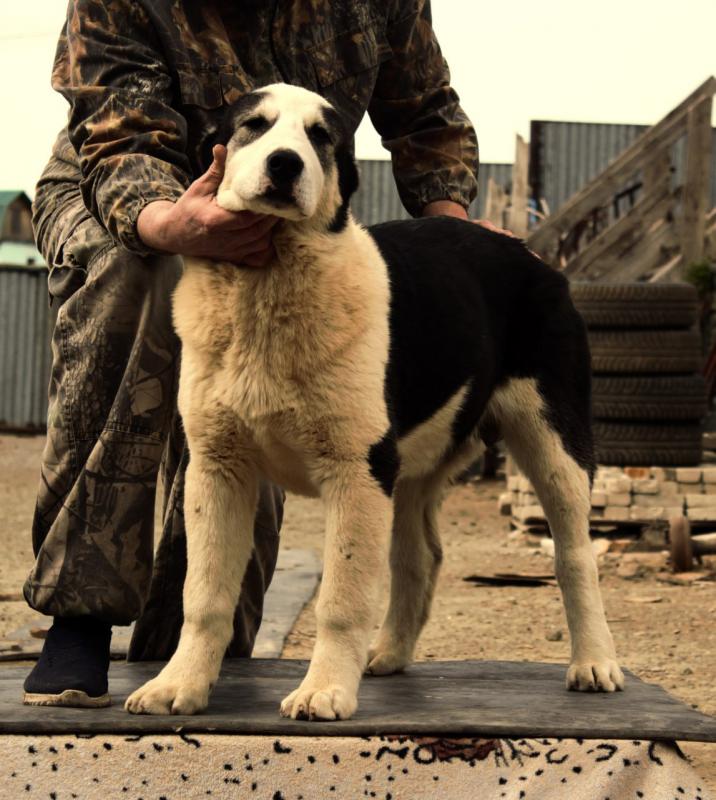 Алабай. - Новотроицк