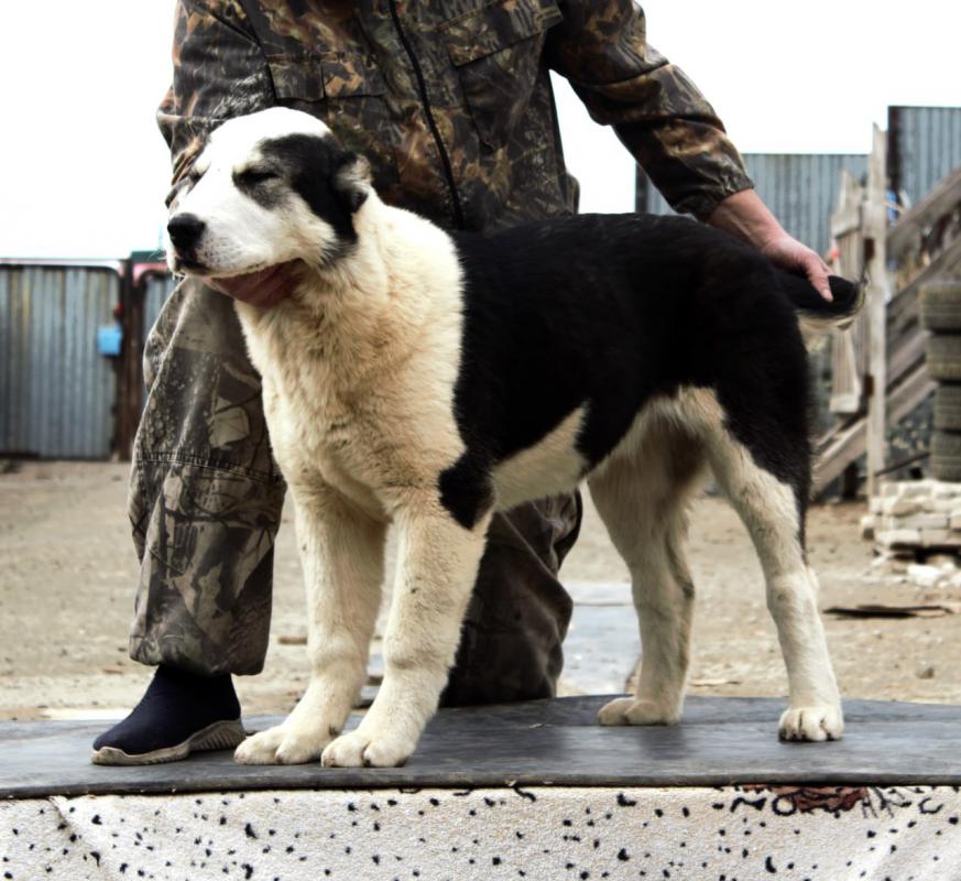 Алабай. - Новотроицк