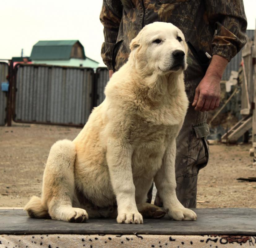 Алабай породные щенки от крупной выставочной пары с чемпионскими  титулами и хорошими рабочими качес - Гай