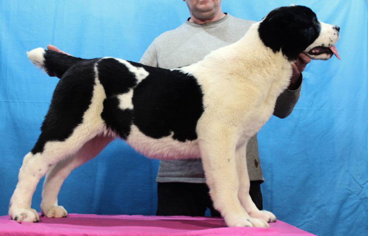 Алабай породные щенки от крупной выставочной пары с чемпионскими  титулами и хорошими рабочими качес - Гай