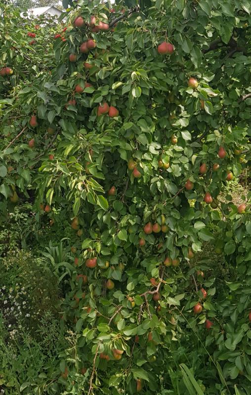 Продается ДАЧА НА БАНКЕ в экологически чистом уголке города Новотроицка. - Новотроицк