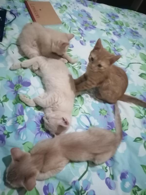 Красивые и нарядные котятки ищут тех кто будет их любить кормить и никогда не бросать. - Новотроицк