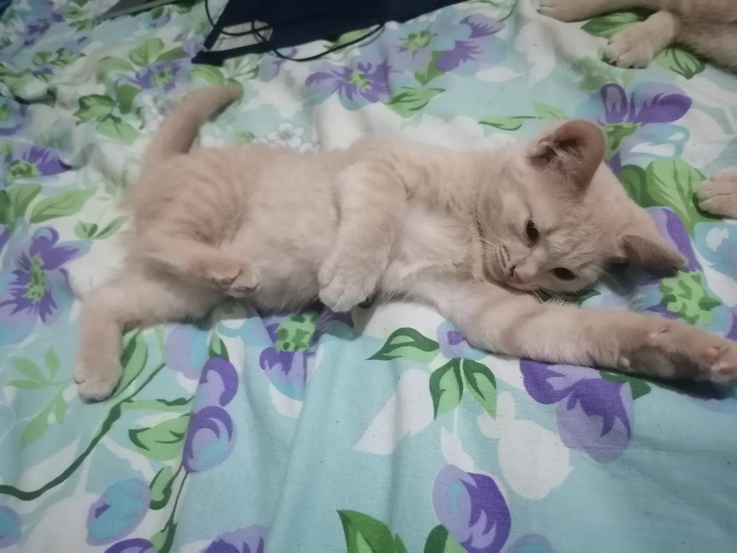 Красивые и нарядные котятки ищут тех кто будет их любить кормить и никогда не бросать. - Новотроицк