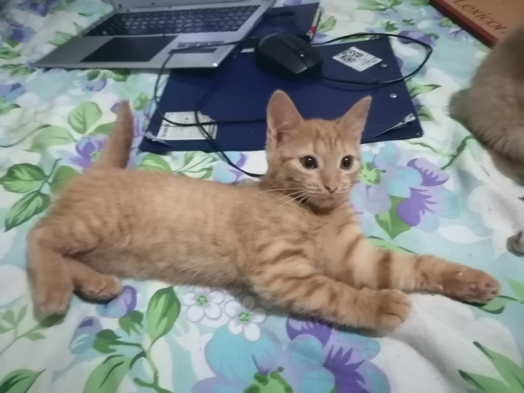 Красивые и нарядные котятки ищут тех кто будет их любить кормить и никогда не бросать. - Новотроицк