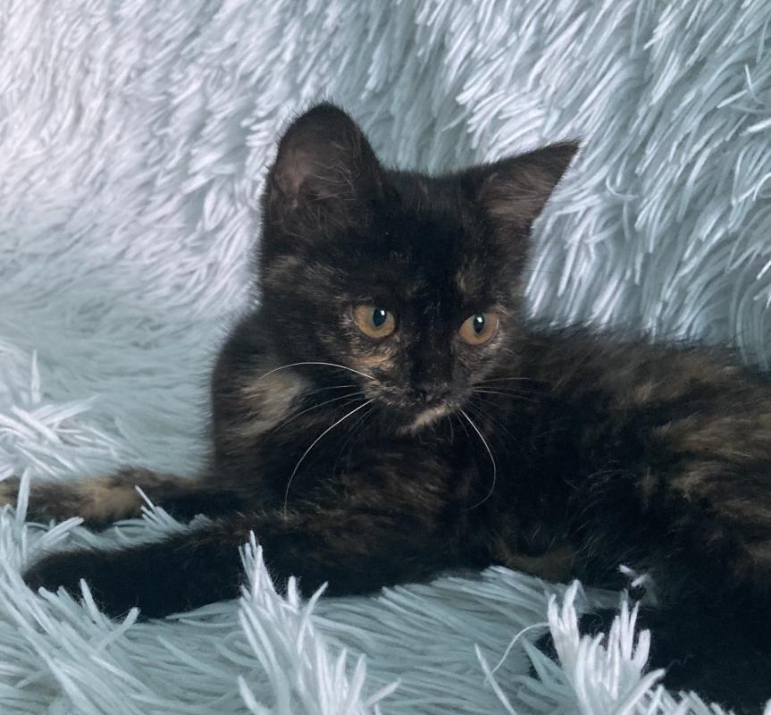 Ищет дом котенок -девочка! - Новотроицк