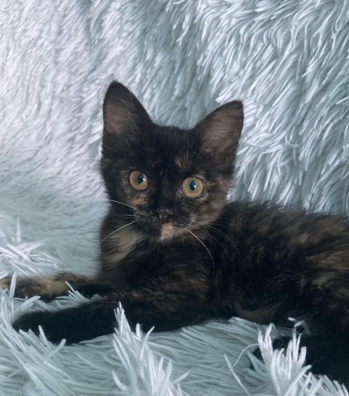 Ищет дом котенок -девочка! - Новотроицк