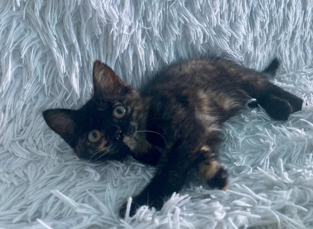 Ищет дом котенок -девочка! - Новотроицк