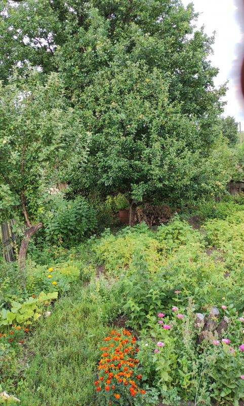 Продаётся сад за строительным техникумом СНТ НЦЗ на центральной дороге. - Новотроицк