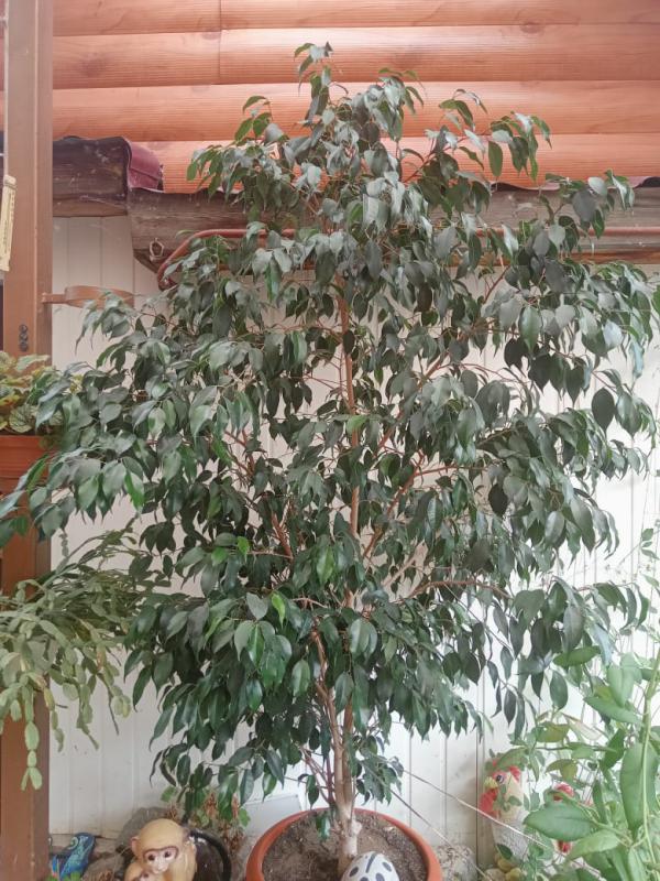 Продам комнатную пальму - юкка, фикусы бенджамина 4 шт - высота растений от 1,6м до 1,8м. - Не указан