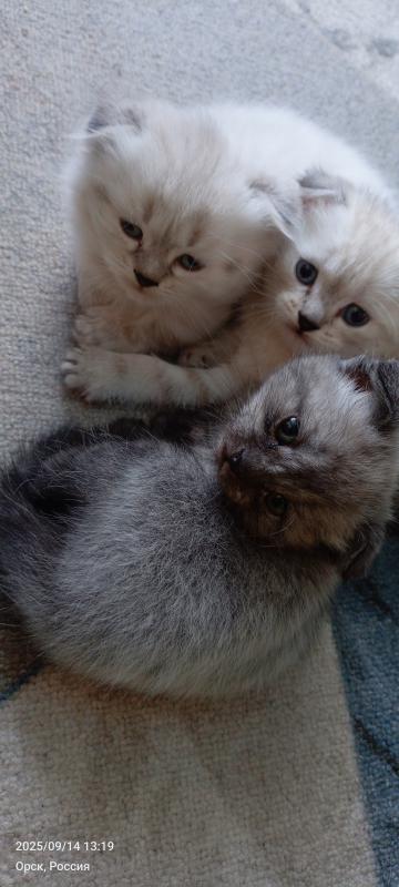 Шотландские котята. - Оренбург