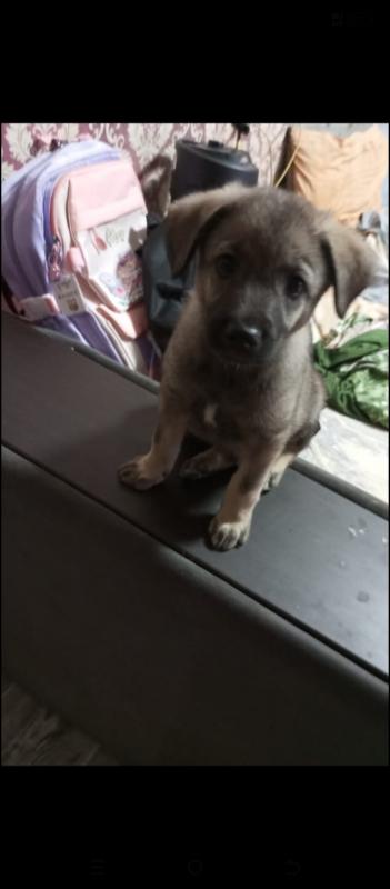 Срочно мальчик ищет свой дом!!! - 