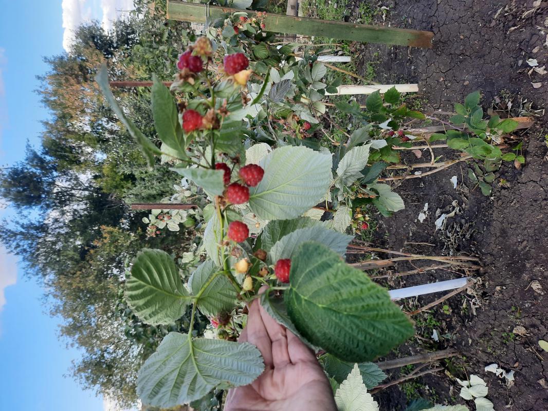 Продается дом-дача, по адресу п. - 