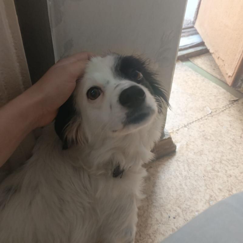 Молодая стерилизованная девочка ищет дом! - Новотроицк