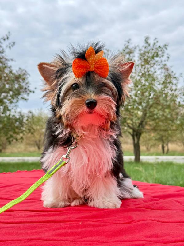 Щенки Бивер Йорк терьера. - Орск