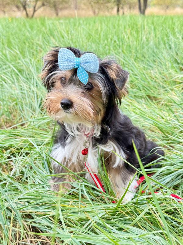 Бивер йорк терьер. - Орск