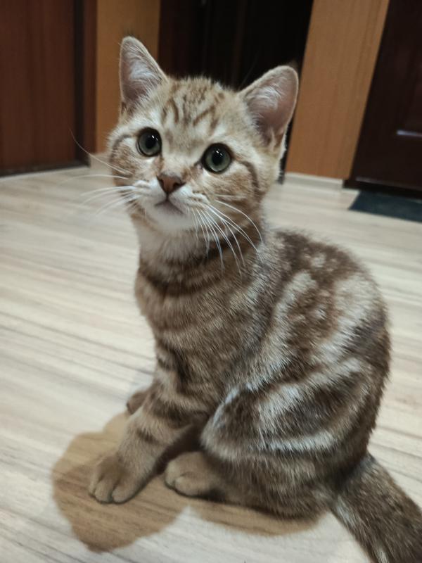 Маленькое чудо в ваш дом Ищем самых любящих хозяев
Готовы подарить безграничную любовь пушистому ком - Гай