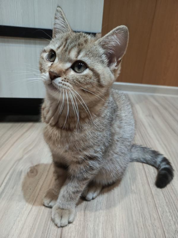 Маленькое чудо в ваш дом Ищем самых любящих хозяев
Готовы подарить безграничную любовь пушистому ком - Гай