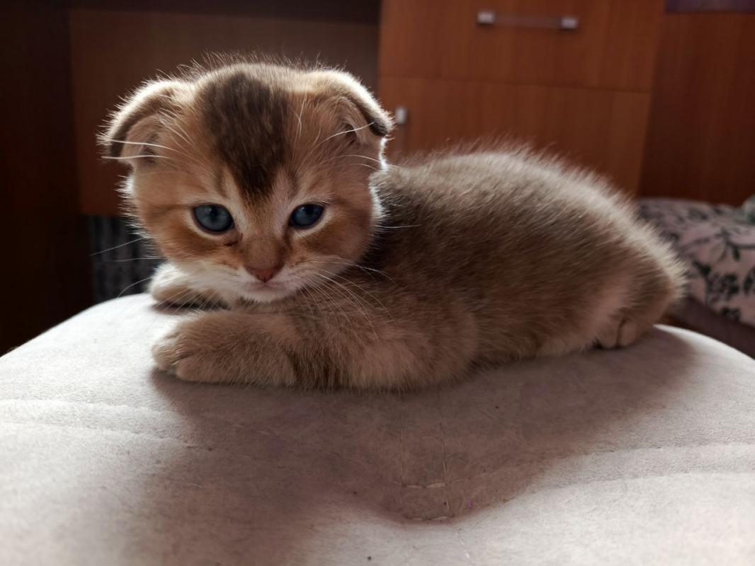 Маленькое чудо в ваш дом Ищем самых любящих хозяев
Готовы подарить безграничную любовь пушистому ком - Гай