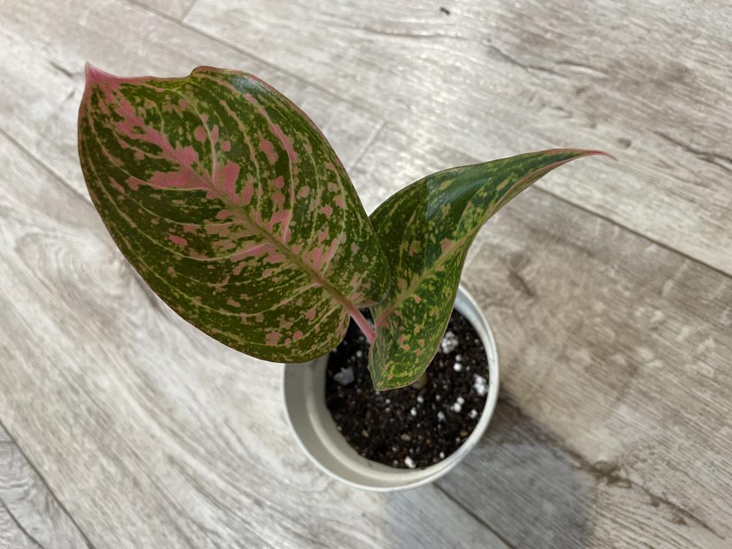 Аглаонема Red Legacy (Детка)

Аглаонема Red Legacy – это удивительное комнатное растение, которое ст - Новотроицк