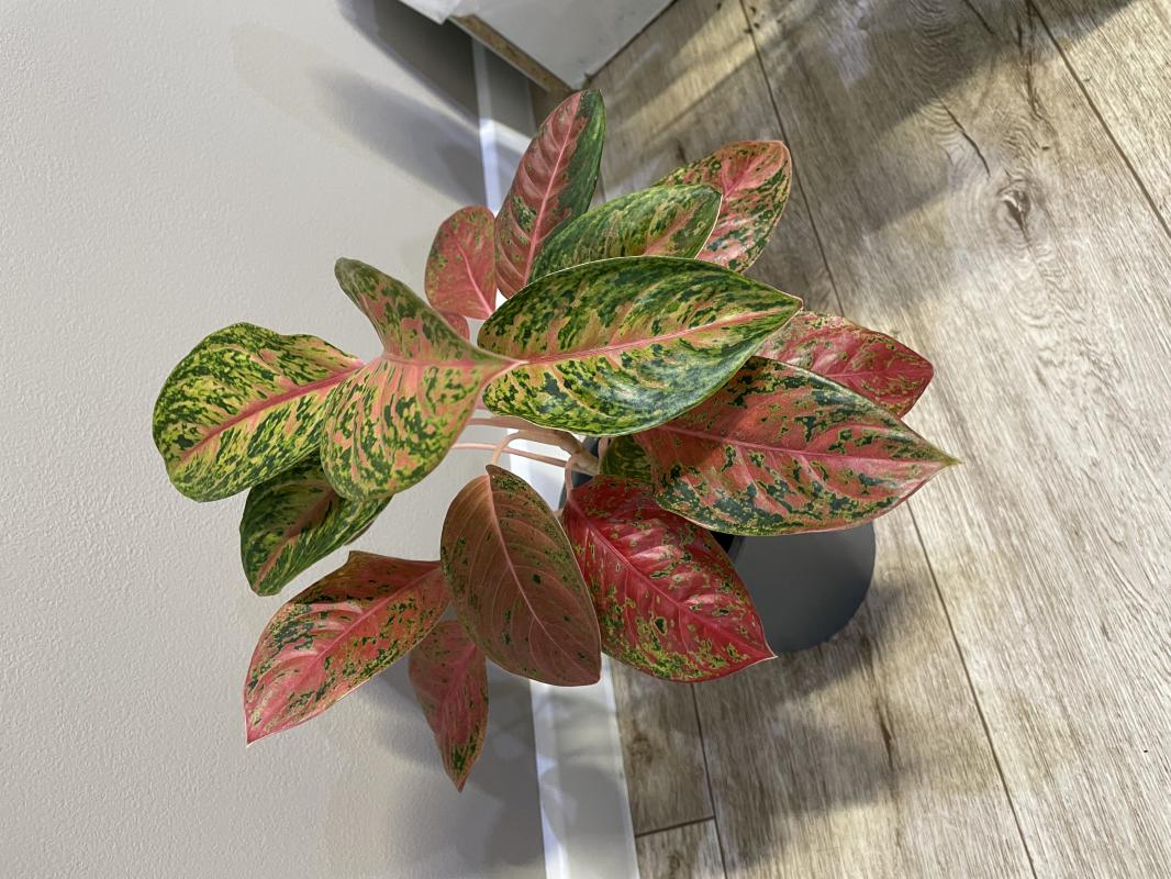 Аглаонема Red Legacy (Детка)

Аглаонема Red Legacy – это удивительное комнатное растение, которое ст - Новотроицк