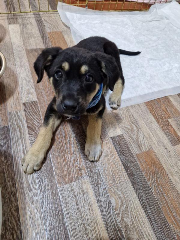 Ищет дом очаровательная черно-бежевая девочка щенок! - Гай