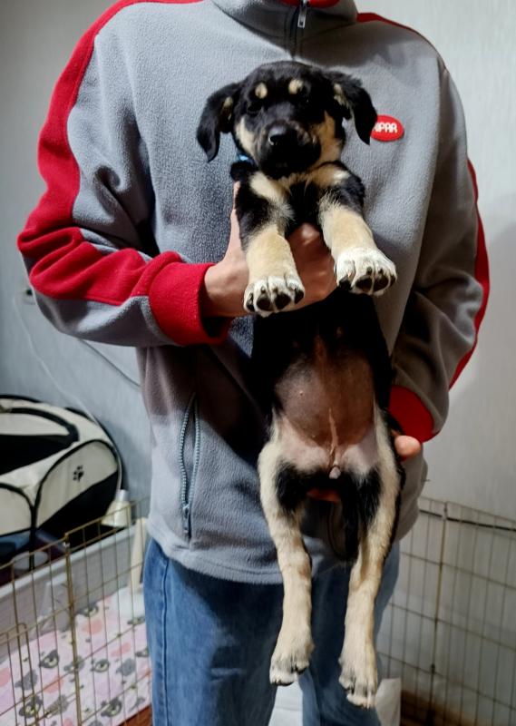 Ищет дом очаровательная черно-бежевая девочка щенок! - Гай