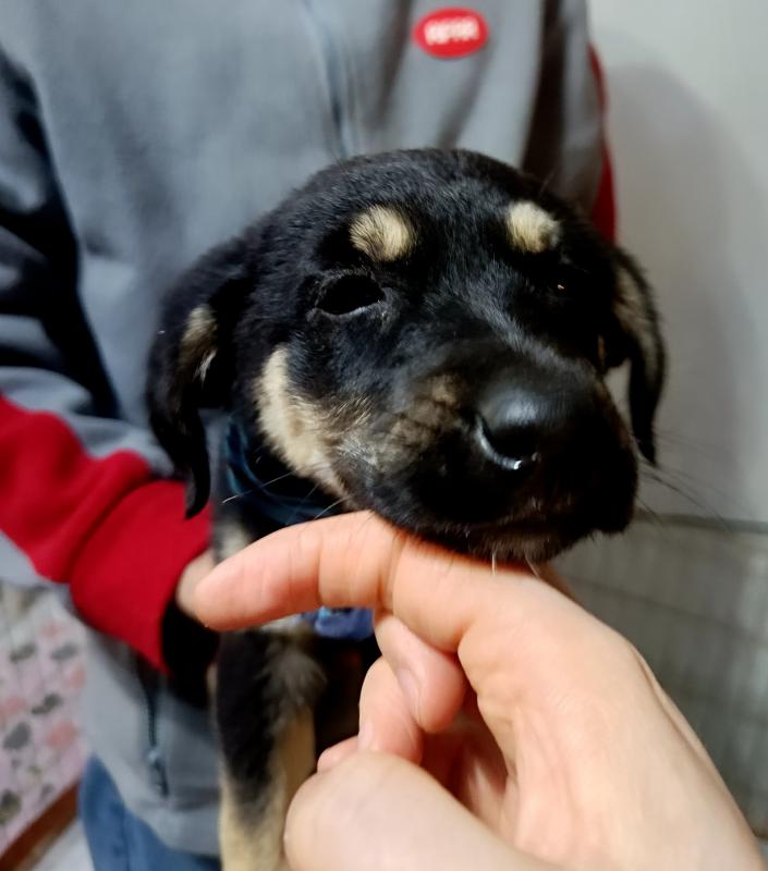 Ищет дом очаровательная черно-бежевая девочка щенок! - Гай