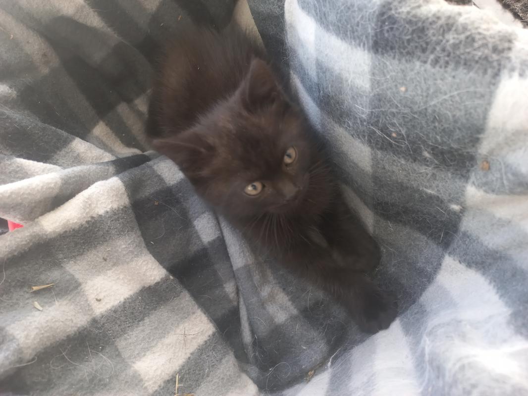 Котёнок мальчик ищет хозяев. - Гай