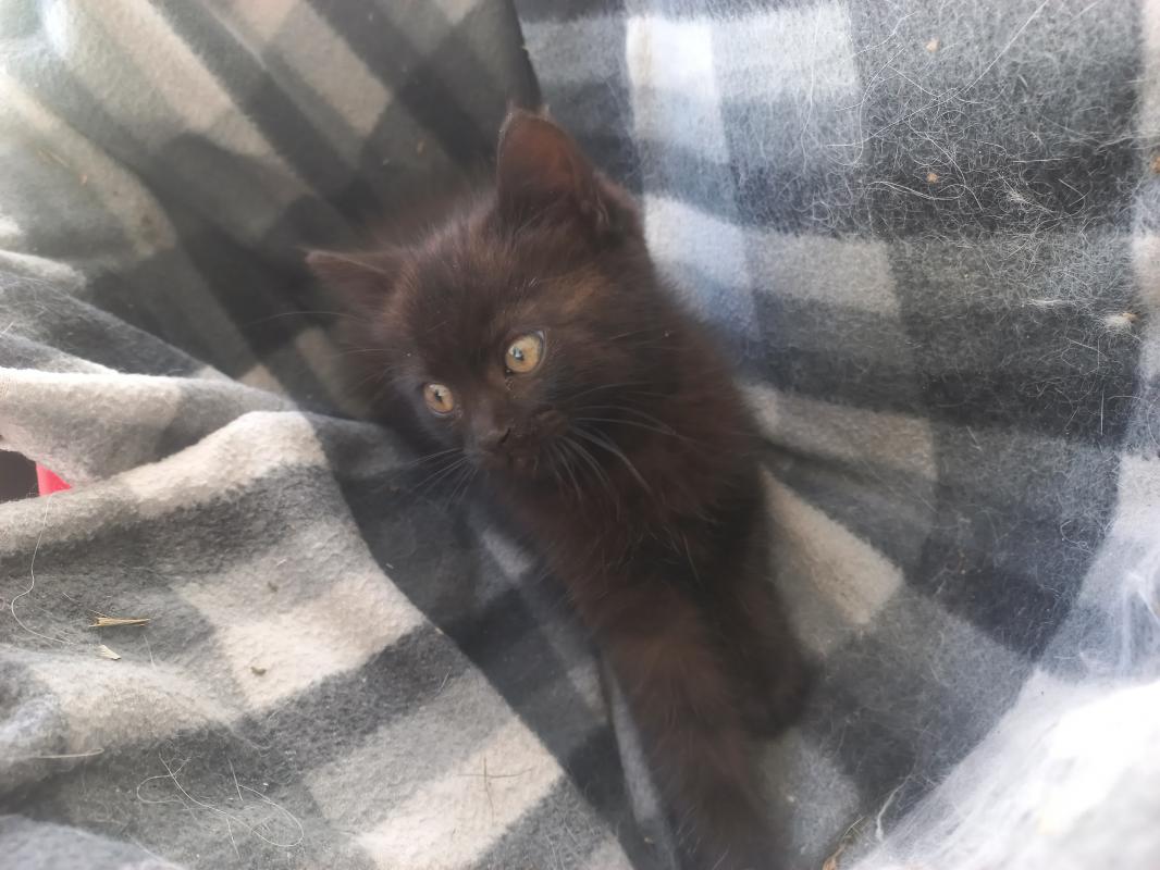 Котёнок мальчик ищет хозяев. - Гай