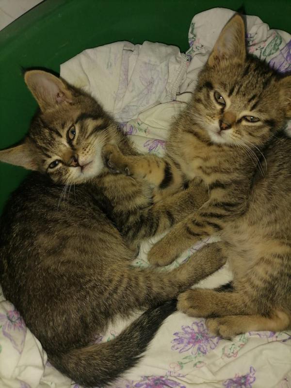 Эти двое — не просто котята, они одно целое. - Гай