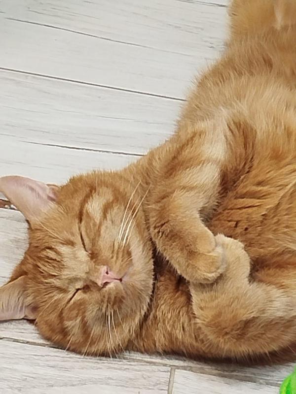 Отдам кота на передержку до июня 2026 г. - Новотроицк