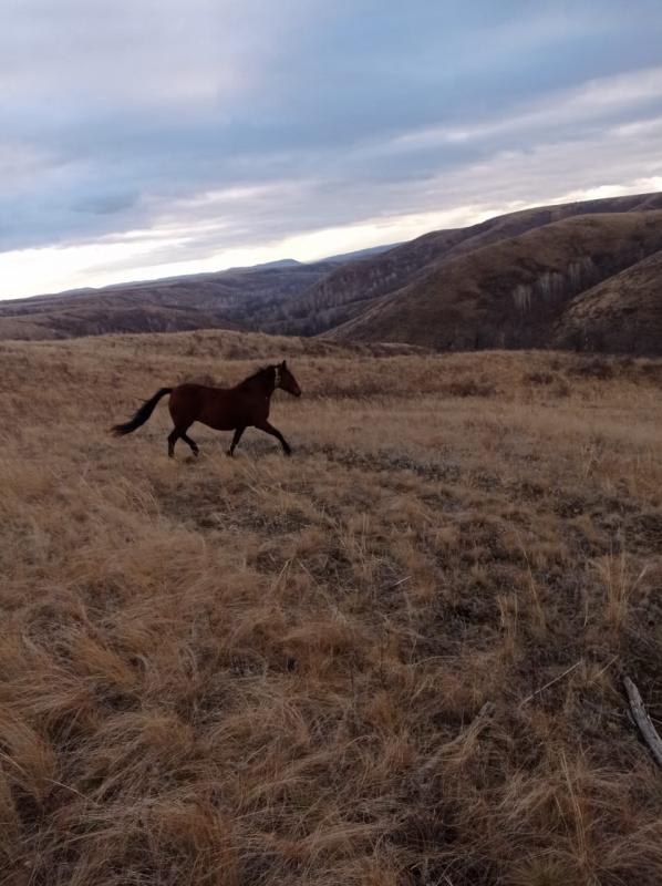 Продаётся кобыла 8 лет не рабочая. - 